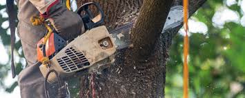 Best Tree Cabling and Bracing  in Biscoe, NC