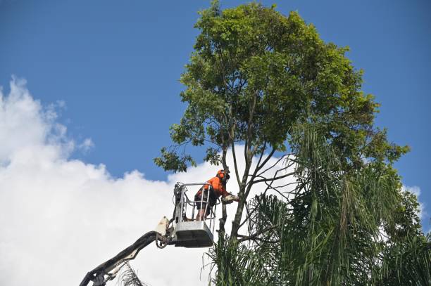 Best Fruit Tree Pruning  in Biscoe, NC