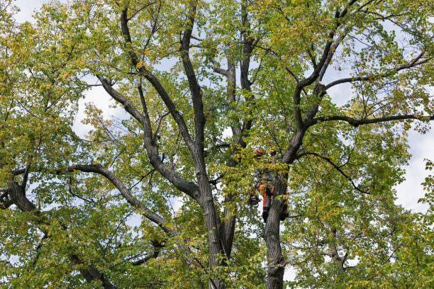 Best Storm Damage Tree Cleanup  in Biscoe, NC