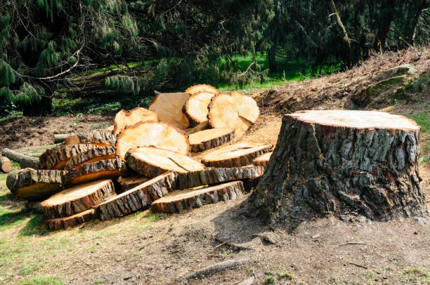 How Our Tree Care Process Works  in  Biscoe, NC